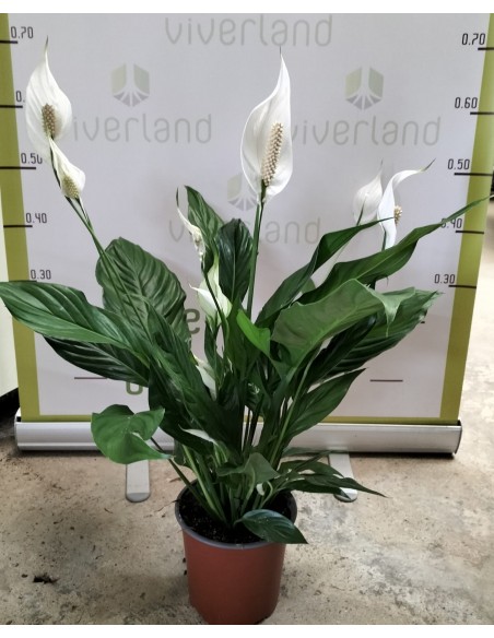 SPATHIPHYLLUM M17