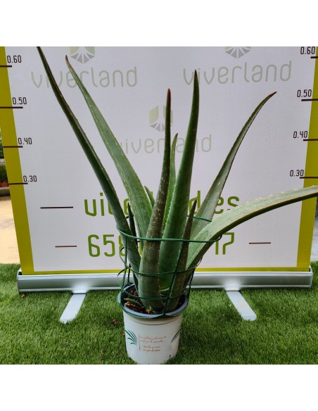ALOE VERA M21