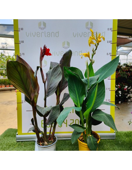 CANNAS M17