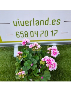 GERANIO ZONALE M13 2