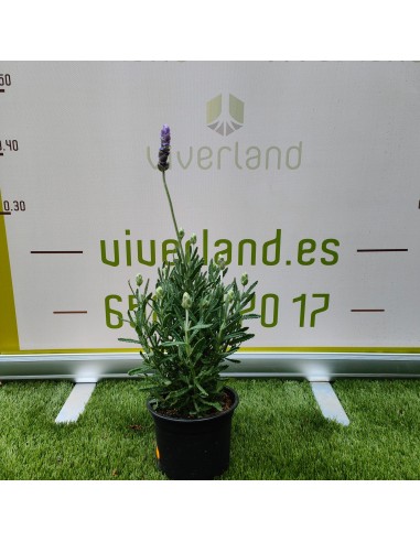 LAVANDA STOECHA MACETA