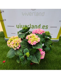 HORTENSIA M17 2