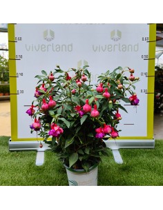 FUCHSIA PENDIENTE DE LA REINA M15