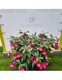 FUCHSIA PENDIENTE DE LA REINA M15 2