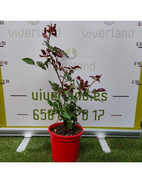 ROSAL PIE BAJO M17
