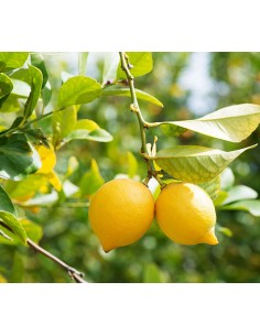 LIMONERO LUNERO MACETA 2