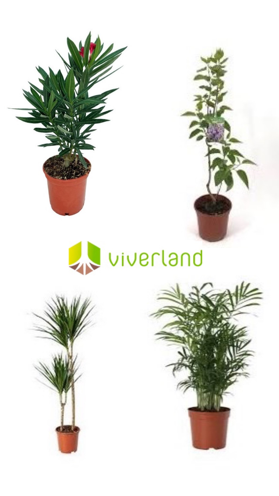 Plantas-viverland